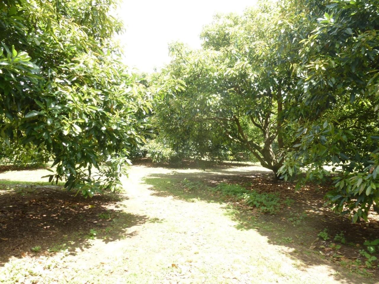 Paradise Grove Whangamata Kültér fotó
